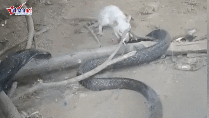 Xem chuột bạch sử dụng vũ khí lợi hại cắn nát đầu rắn hổ mang