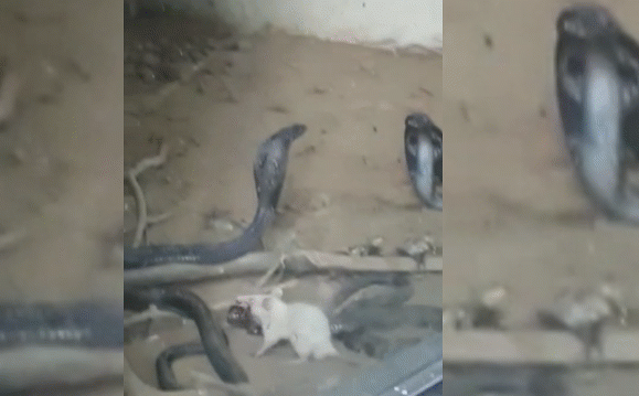Kinh ngạc cảnh chuột bạch tấn công rắn hổ mang tới tấp