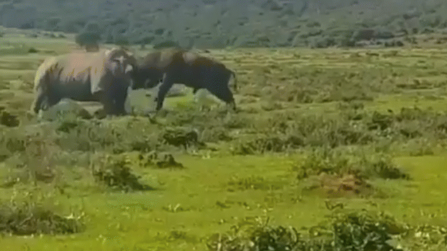 Tê giác tung độc chiêu húc văng trâu rừng trong tích tắc