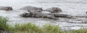 Ngỡ ngàng cảnh cả đàn cá sấu vội chạy “trối chết”, mồi ngon vừa săn được cũng bỏ lại