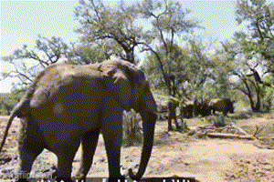 Một mình &apos;cân&apos; 5 con tê giác, voi già độc chiếm đầm lầy