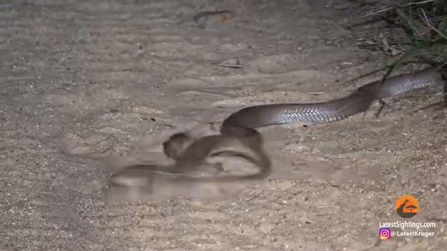 Trận chiến sinh tử giữa rắn hổ mang và thằn lằn