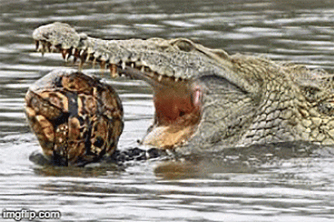 1001 thắc mắc: Vì sao cá sấu nuốt mồi dưới nước mà không bị sặc?