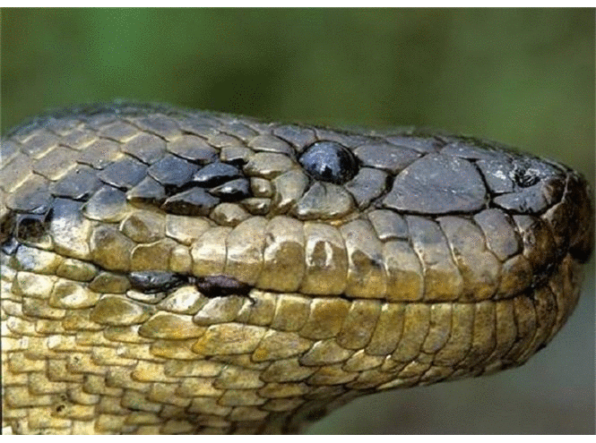 Trăn Anaconda là quái vật đáng sợ nhất rừng Amazon
