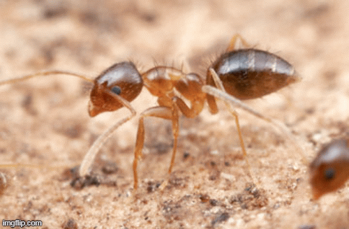 1001 thắc mắc: Loài kiến nào chạy nhanh nhất thế giới?