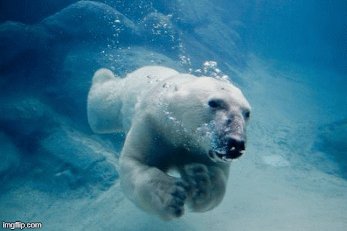 Gấu Bắc cực bơi lội siêu phàm, sao chúng lại có nguy cơ tuyệt chủng?