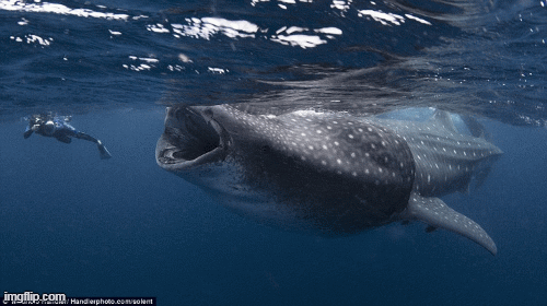 1001 thắc mắc: Sẽ thế nào nếu bạn bị cá voi nuốt chửng?