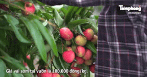 Vải thiều trứng trắng giá cao kỷ lục, nông dân Hải Dương tất bật thu hoạch sớm