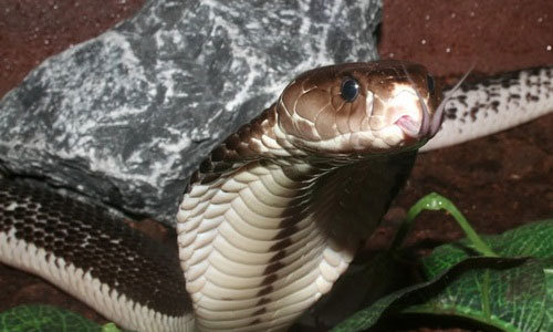 1001 thắc mắc: Vì sao rắn độc bị chặt đứt đầu vẫn có thể cắn người?