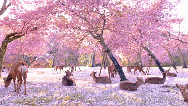 Lạc vào xứ sở thần tiên trong vườn hoa anh đào ở Nhật Bản