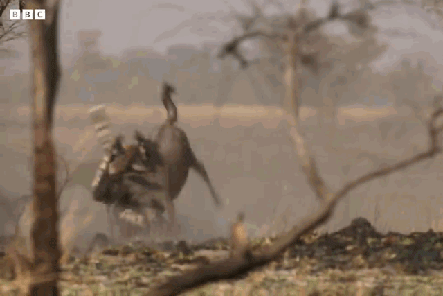 The hunting leopard captures the wildebeest.