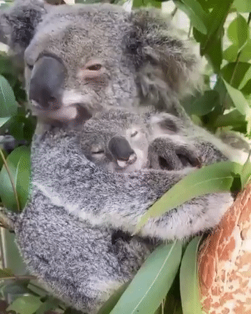 Tình cảm như gấu koala: Video gấu koala mẹ ôm con khiến trái tim sắt đá nhất cũng tan chảy ảnh 1