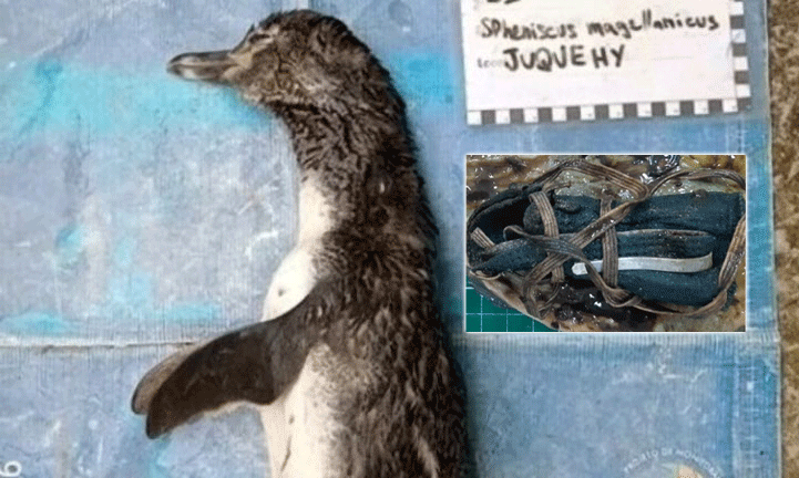 Chim cánh cụt chết thảm vì nuốt phải khẩu trang 