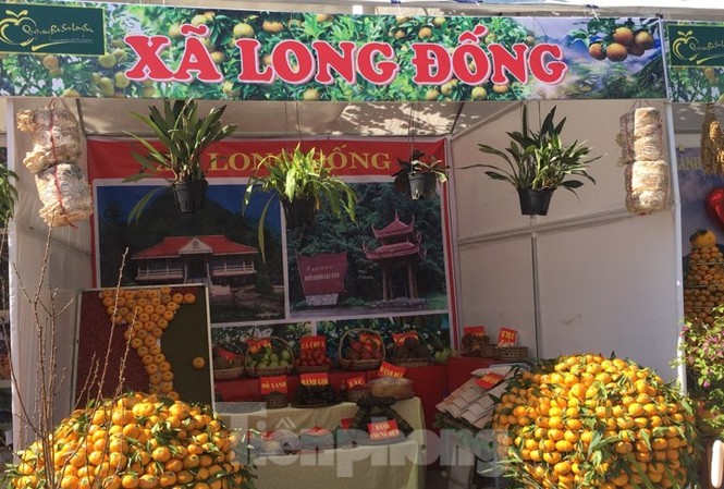 Sôi nổi Lễ hội quýt vàng Bắc Sơn Quýt vàng Bắc Sơn trưng bày, giới thiệu tại Lễ hội .Ảnh: Duy Chiến