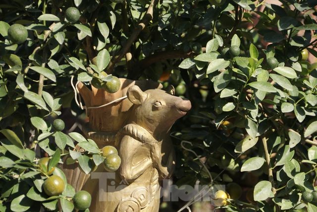 Cây cảnh dịp Tết: Chuột cõng quất lên ngôi Chuột cõng quất, 1 thế cây bonsai theo 12 con giáp được tung ra thị trường dịp Tết