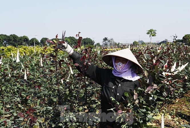 Vựa hoa lớn nhất miền Bắc tất bật chuẩn bị hoa đón Tết Tân Sửu Nông dân cắt hoa hồng tại thôn Hạ Lôi, huyện Mê Linh.
