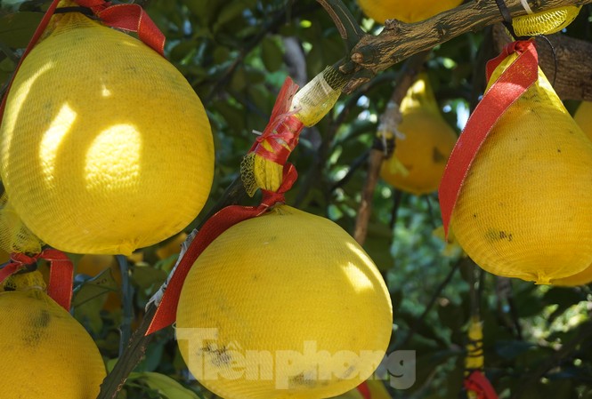 Bưởi diễn vượt hàng nghìn cây số vào Nam, người Sài Gòn ký tên lên chậu đặt trước Bưởi diễn vượt hàng nghìn cây số vào Nam, người Sài Gòn ký tên lên chậu đặt trước