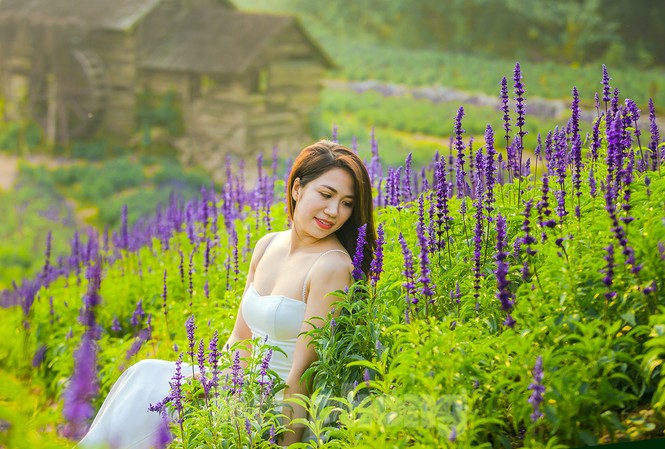 Cánh đồng hoa Nữ hoàng xanh như trời Âu giữa Hà Nội Cánh đồng hoa Nữ hoàng xanh như trời Âu giữa Hà Nội