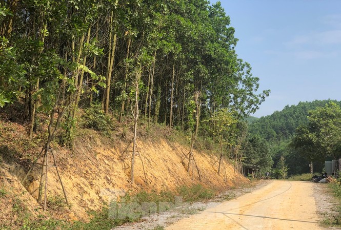 Kỳ lạ, hàng cây tiền tỷ 'tự mọc' trong khuôn viên dự án ở Quảng Ninh Kỳ lạ, hàng cây tiền tỷ 'tự mọc' trong khuôn viên dự án ở Quảng Ninh