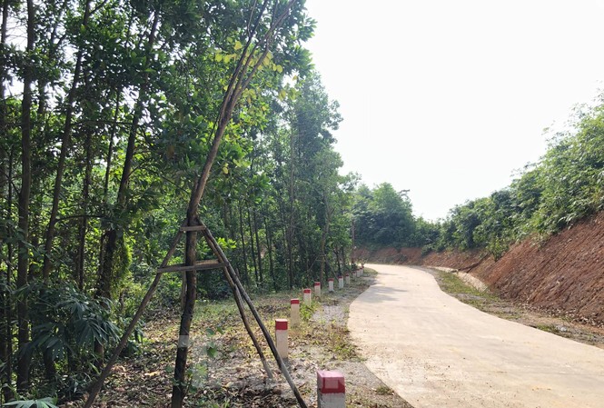 Vụ hàng cây tiền tỷ 'tự mọc': Cẩm Phả phát đi công văn hỏa tốc Vụ hàng cây tiền tỷ 'tự mọc': Cẩm Phả phát đi công văn hỏa tốc