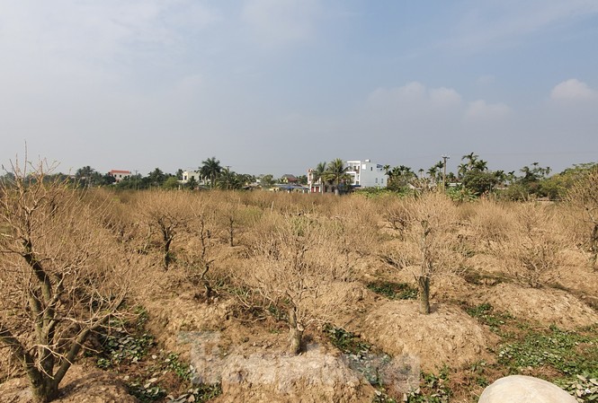 Vụ hơn 1 nghìn gốc đào tết bị bụi phủ trắng xóa: hỗ trợ mỗi cây 50 nghìn đồng Vụ hơn 1 nghìn gốc đào tết bị bụi phủ trắng xóa: hỗ trợ mỗi cây 50 nghìn đồng