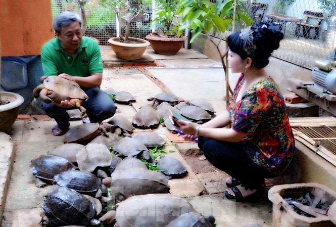 Đến chơi với đàn rùa Voi Vàng được yêu chiều hiếm thấy Ông Cường (trái) nuôi rùa đã 20 năm