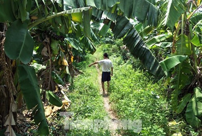 Cục trẻ em đề nghị CA Gia Lâm điều tra nhanh vụ cháu bé 12 tuổi bị hiếp dâm ở vườn chuối Hiện trường nơi xảy ra vụ việc