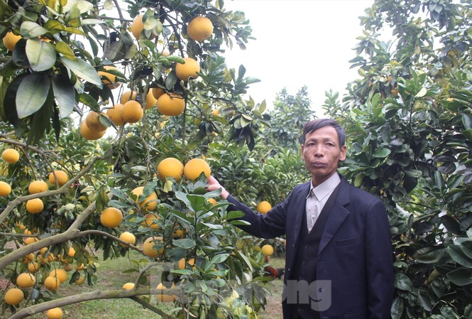 Trồng cam, bưởi thu tiền tỷ Trồng cam, bưởi thu tiền tỷ