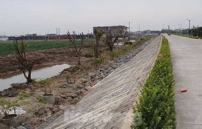Vụ Quản lý Đê điều lên tiếng vụ trồng cây lâu năm xâm phạm đê sông Đáy Hàng cây lâu năm trồng xâm phạm đê sông Đáy (địa phận tỉnh Ninh Bình).