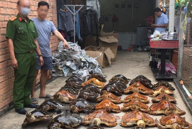 Bắt quả tang vụ buôn bán rùa biển quy mô lớn Bắt quả tang vụ buôn bán rùa biển quy mô lớn