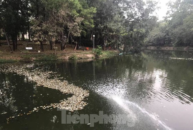 Lộ nguyên nhân cá chết phủ trắng kênh ở Bình Dương Lộ nguyên nhân cá chết phủ trắng kênh ở Bình Dương