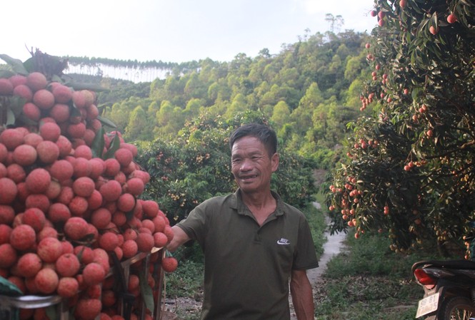 Bộ Nông, Lâm, Ngư nghiệp Nhật Bản cấp bằng bảo hộ chỉ dẫn địa lý đối với vải thiều Lục Ngạn của tỉnh Bắc Giang