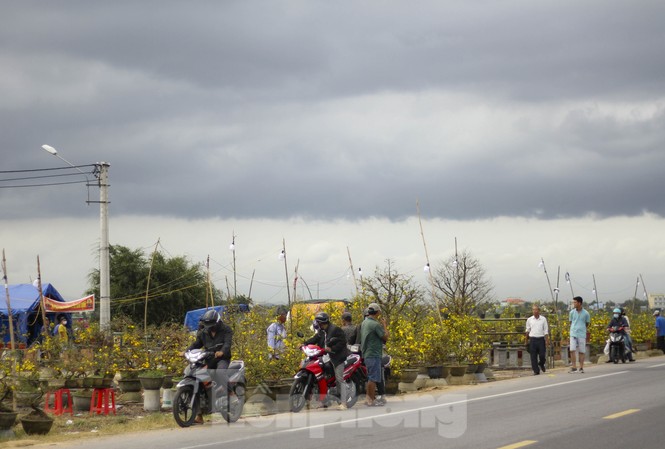Thủ phủ mai vàng miền Trung doanh thu gần 80 tỉ đồng trong vụ Tết Thủ phủ mai vàng miền Trung đạt doanh thu gần 80 tỷ đồng trong vụ Tết. Ảnh: Trương Định