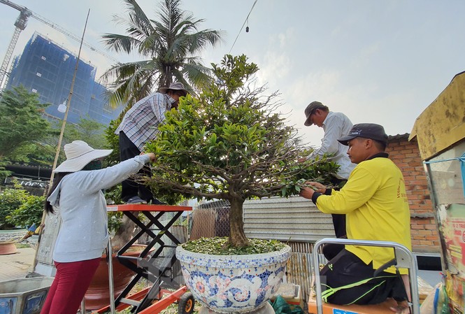 Người trồng mai ở TPHCM gấp rút tỉa lá, trâu vàng 'cõng' quất hút khách miền Tây Người trồng mai đang trẩy lá để phục vụ dân chơi dịp Tết