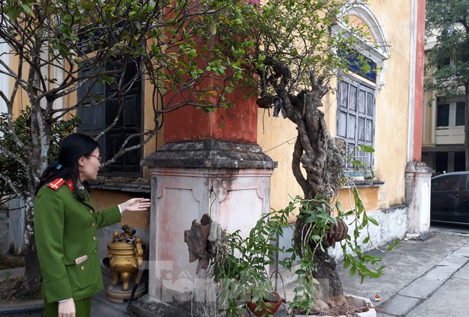 Bắt ma tuý, phát hiện băng chuyên trộm cây cảnh quý Công an thành phố Thái Bình thu hồi cây cảnh bị trộm - Ảnh: Hoàng Long