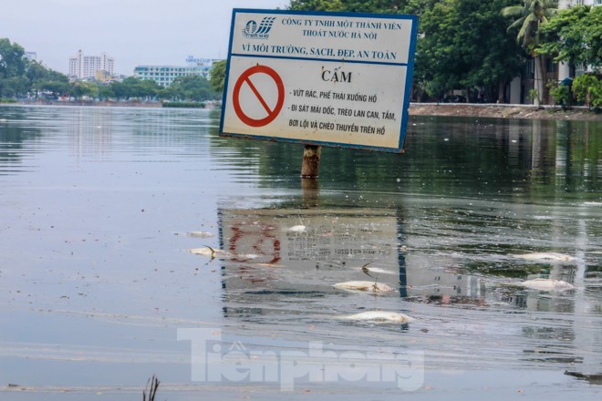 Cá chết hàng loạt tại hồ Trúc Bạch - ảnh 6