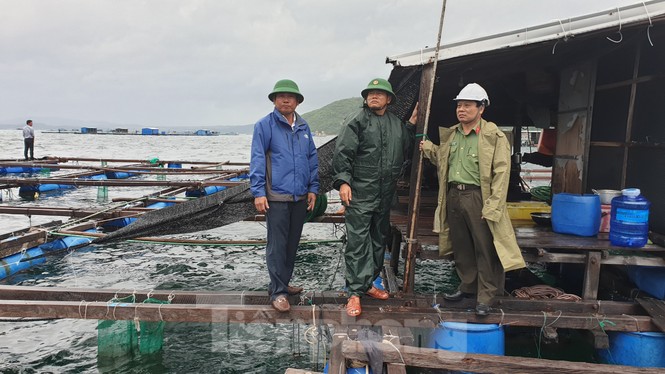 Khánh Hoà khẩn trương đưa lồng bè ngư dân vào bờ để tránh bão 12 - ảnh 4