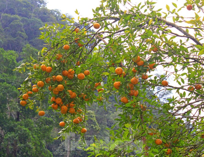 Lễ hội quýt vàng Bắc Sơn - ảnh 1