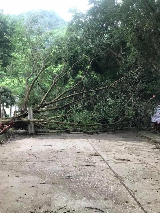 Giông lốc kinh hoàng ở Lạng Sơn, quật ngã nhiều cây cối, nhà cửa - ảnh 6