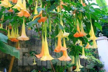 Ăn hoa chuông rừng, 3 người bị hôn mê sâu - ảnh 2
