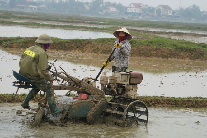 Người dân xuống ruộng làm mùa giữa trời rét cắt da, cắt thịt - Ảnh 4.