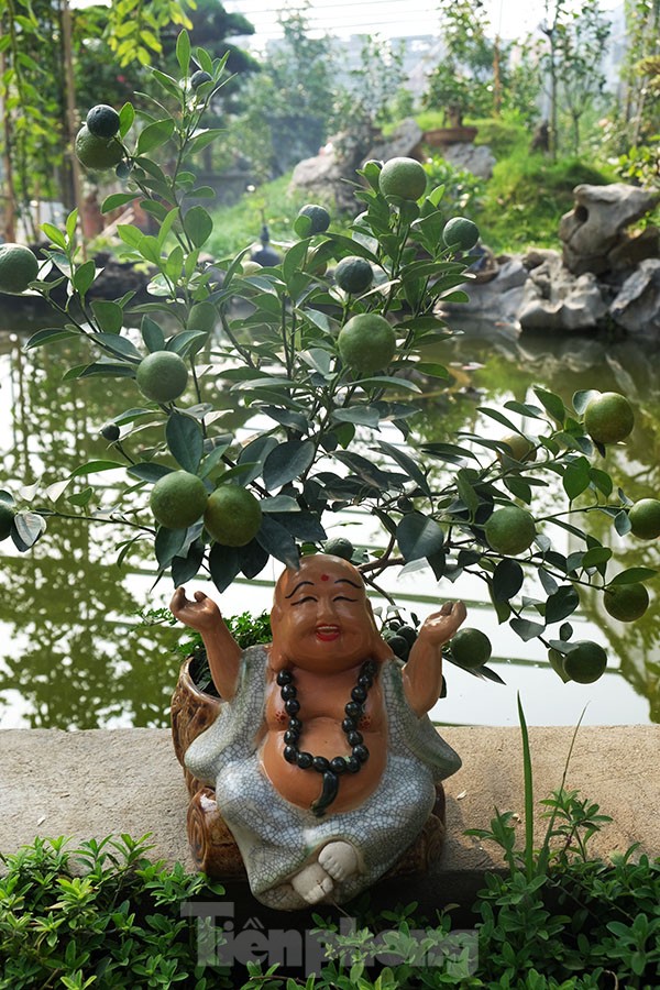đào, quất, tứ liên, nhật tân, tây hồ, quất bonsai, hà nội, tết - ảnh 1