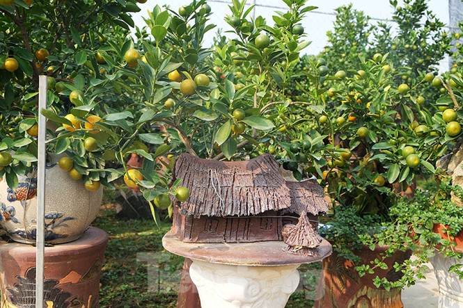 đào, quất, tứ liên, nhật tân, tây hồ, quất bonsai, hà nội, tết - ảnh 2
