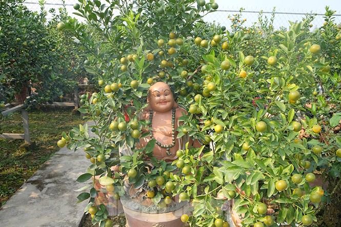 đào, quất, tứ liên, nhật tân, tây hồ, quất bonsai, hà nội, tết - ảnh 5