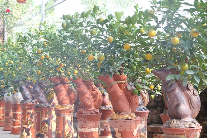 đào, quất, tứ liên, nhật tân, tây hồ, quất bonsai, hà nội, tết - ảnh 6