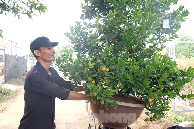 đào, quất, tứ liên, nhật tân, tây hồ, quất bonsai, hà nội, tết - ảnh 7