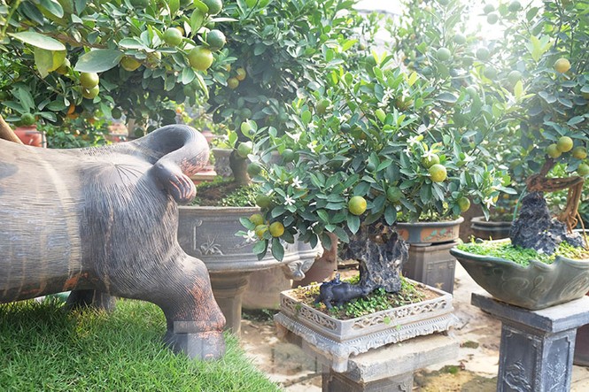 đào, quất, tứ liên, nhật tân, tây hồ, quất bonsai, hà nội, tết - ảnh 8
