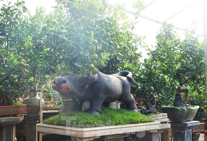 đào, quất, tứ liên, nhật tân, tây hồ, quất bonsai, hà nội, tết - ảnh 9