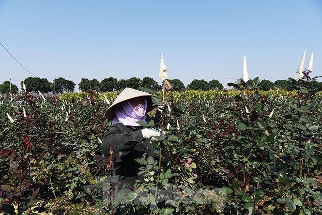 hoa tết, mê linh, hà nội, hoàng anh tuấn, thủ đô, nông dân, hạ lôi - ảnh 8
