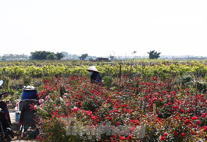hoa tết, mê linh, hà nội, hoàng anh tuấn, thủ đô, nông dân, hạ lôi - ảnh 9